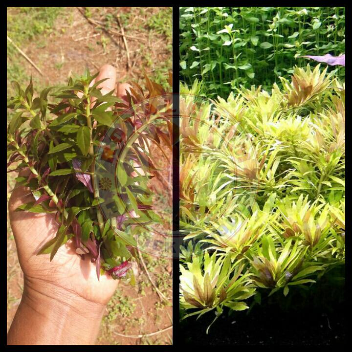 Limnophila Aromatica 'Mini'